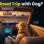 Road Trip with Dog?